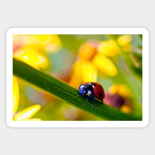 Ladybird on Ragwort Sticker